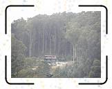 HMBA_05 * Eucalyptus Trees * 1600 x 1200 * (1.32MB)